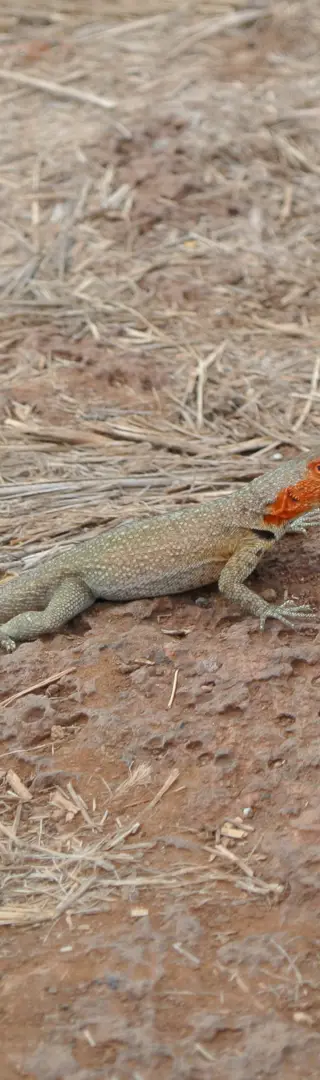 Lava Lizard